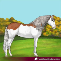 Horse Color:Silver Bay Splash 