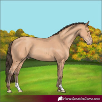 Horse Color:Amber Champagne 