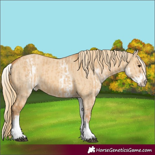 Horse Color:White Spotted Red Dun Rabicano  and White Spotted Red Dun Rabicano 