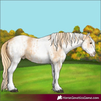 Horse Color:White Spotted Red Dun Rabicano  and White Spotted Red Dun Rabicano 