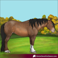 Horse Color:Gray Amber Champagne Tobiano 