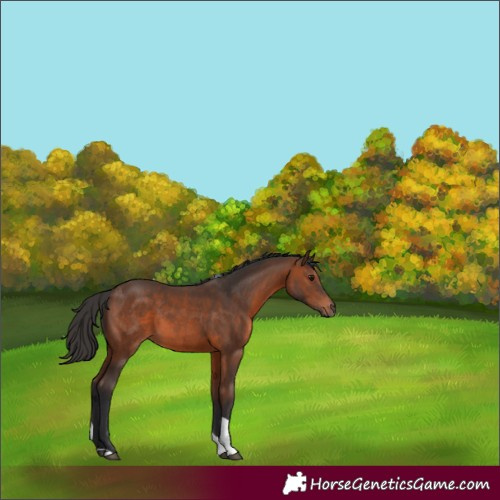 Horse Color:Brown Tobiano 