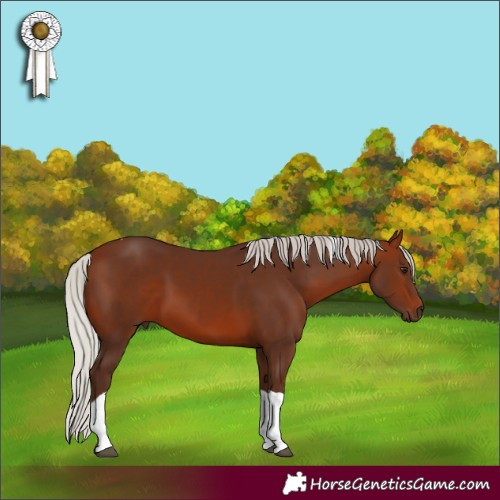 Horse Color:Silver Bay Sabino Tobiano Rabicano 