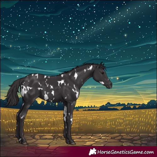 Horse Color:White Spotted Smoky Black 
