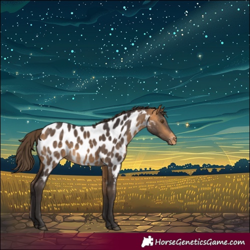 Horse Color:Buckskin Appaloosa 