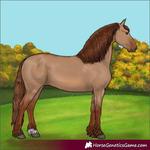Horse Color:Red Dun 
