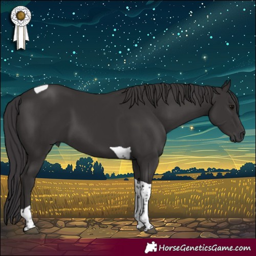 Horse Color:Smoky Black Tobiano 
