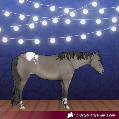 Horse Color:Grullo Tobiano Appaloosa 