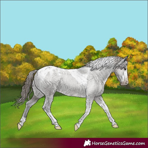 Horse Color:Grullo Tobiano Appaloosa 