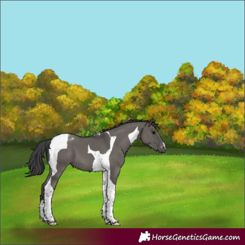 Horse Color:Grullo Tobiano Appaloosa 