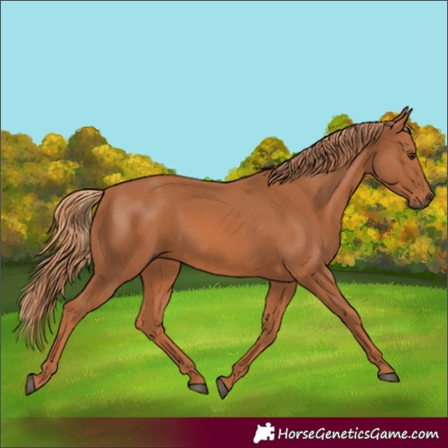 Horse Color:Chestnut 