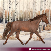 Horse Color:Red Roan 