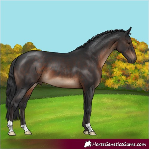 Horse Color:Brown 