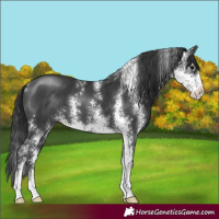 Horse Color:Black Sabino 