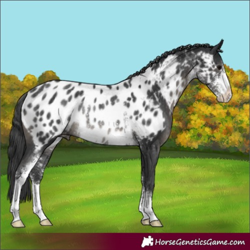 Horse Color:Black Sabino Appaloosa Rabicano 