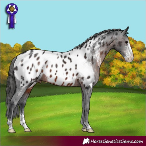 Horse Color:Brown Sabino Appaloosa 