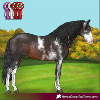 Horse Color:Brown Sabino Rabicano 