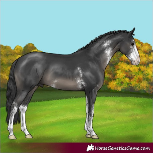 Horse Color:Black Sabino 