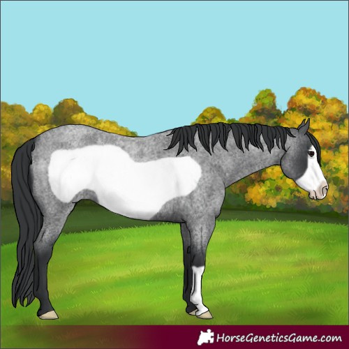Horse Color:Blue Roan Frame 