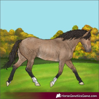 Horse Color:Bay Dun Rabicano 