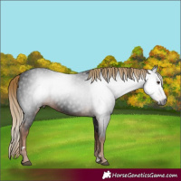 Horse Color:Gray Liver Chestnut
