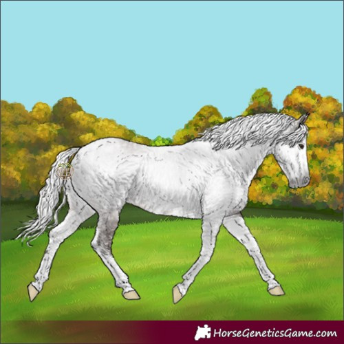 Horse Color:Gray Silver Bay Sabino Tobiano 