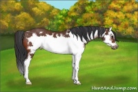 Horse Color:Bay Splash Frame