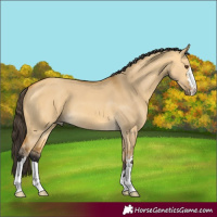 Horse Color:Buckskin Dun 