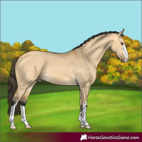 Horse Color:Buckskin Dun