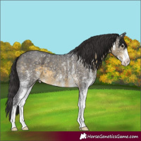 Horse Color:White Spotted Buckskin