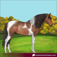 Horse Color:Bay Tobiano Rabicano 