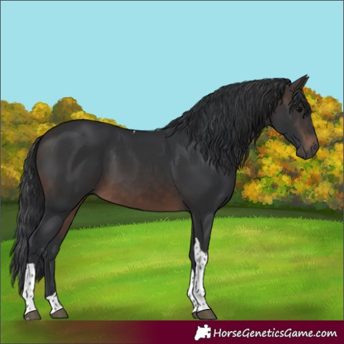 Horse Color:Brown Tobiano