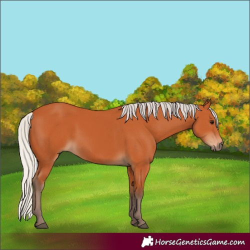 Horse Color:Unknown 