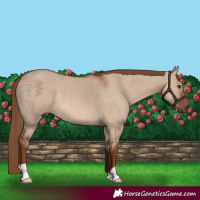 Horse Color:Red Dun Rabicano 