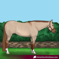 Horse Color:Red Dun Rabicano