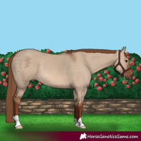 Horse Color:Red Dun Rabicano 