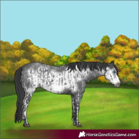 Horse Color:White Spotted Blue Roan Frame Rabicano  and Blue Roan Frame Rabicano 