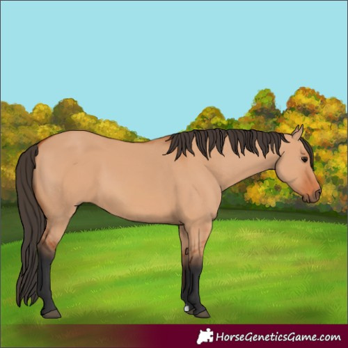 Horse Color:Bay Dun 