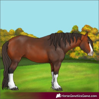Horse Color:Bay Splash Frame