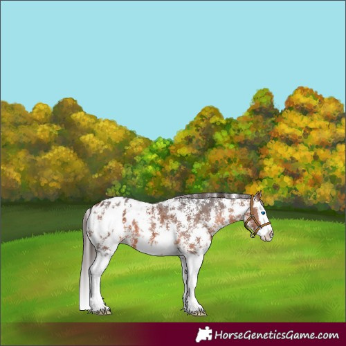 Horse Color:Bay Sabino Splash Appaloosa 