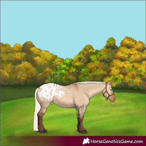 Horse Color:Silver Bay Dun Appaloosa Rabicano 