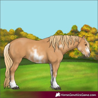 Horse Color:White Spotted Chestnut Frame 