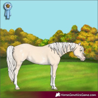 Horse Color:White Spotted Gold Cream Champagne 