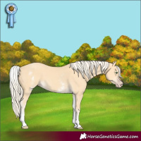 Horse Color:White Spotted Gold Cream Champagne 