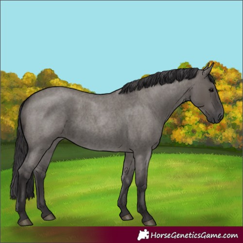 Horse Color:Smoky Grullo Roan 