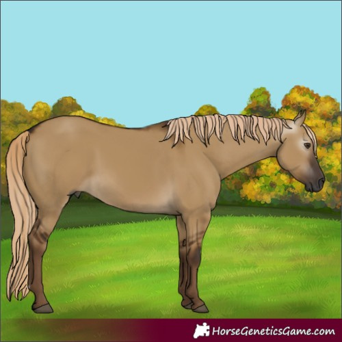 Horse Color:Gray Chocolate Palomino Dun 