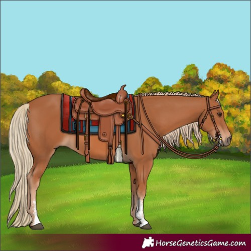 Horse Color:Chestnut Sabino