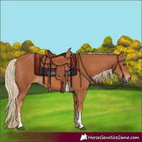 Horse Color:Chestnut Sabino 