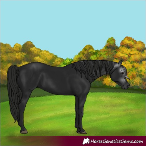 Horse Color:Unknown 