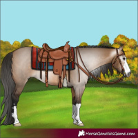 Horse Color:Gray Bay Dun 